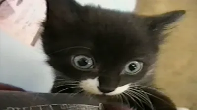 thumbnail - S18:E19 Dogs & Cats, The Problem with Plastic Chairs, and Manly Men