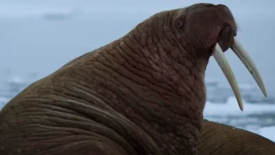 thumbnail - S1:E2 Killer Whale Kingdom