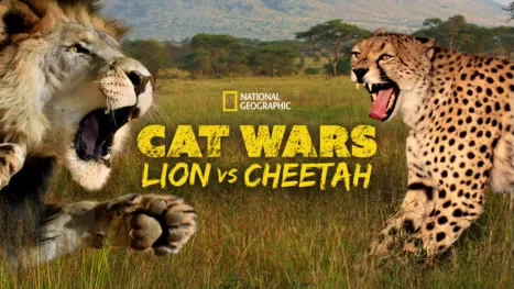 thumbnail - Cat Wars: Lion Vs. Cheetah