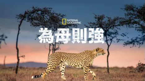 thumbnail - 為母則強