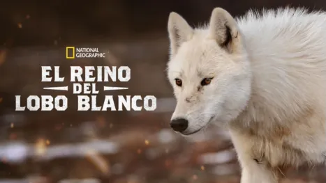 thumbnail - El reino del lobo blanco