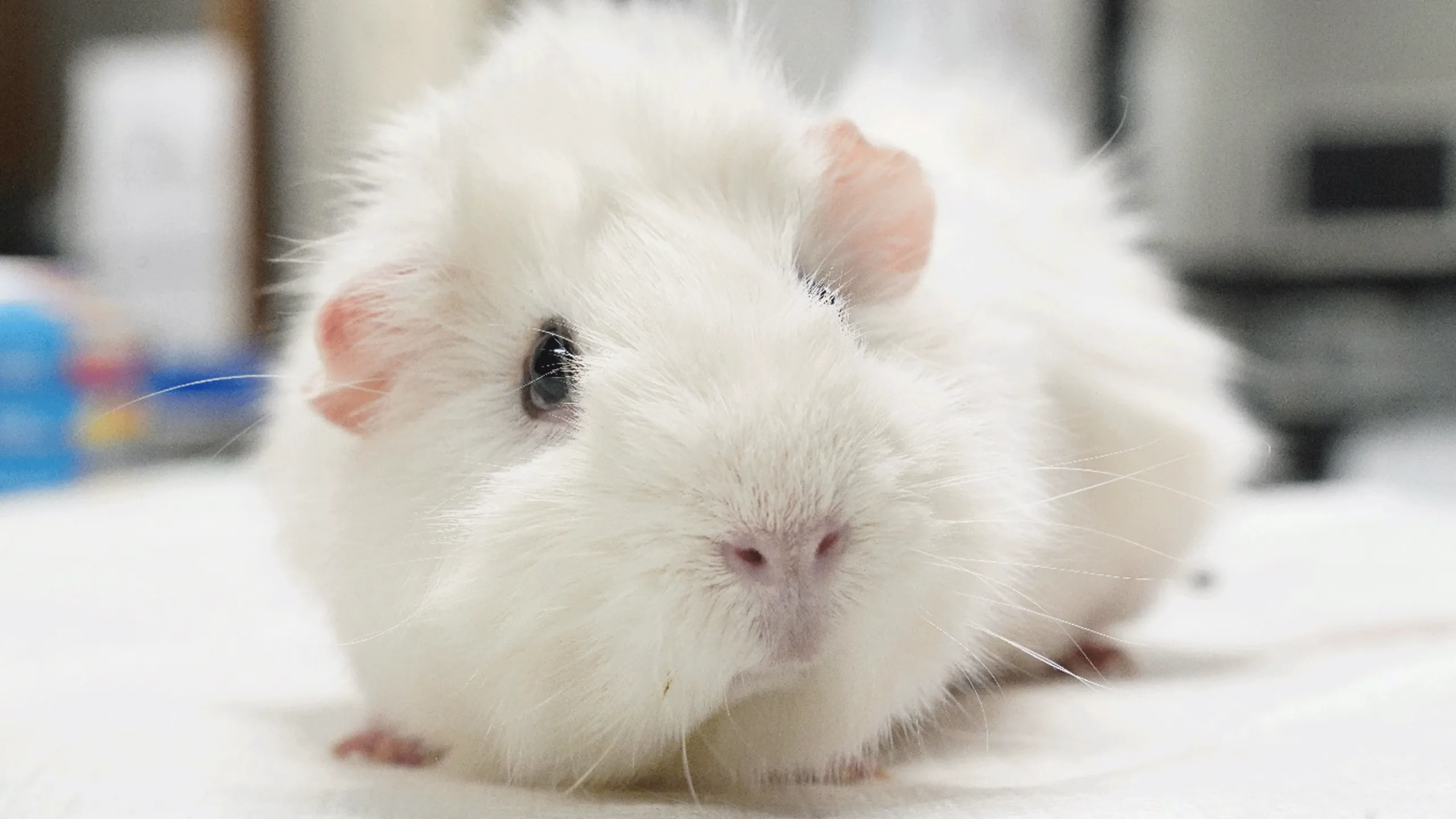 thumbnail - S1:E8 Big Bird, Big Problem