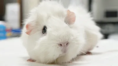 thumbnail - S1:E8 Big Bird, Big Problem