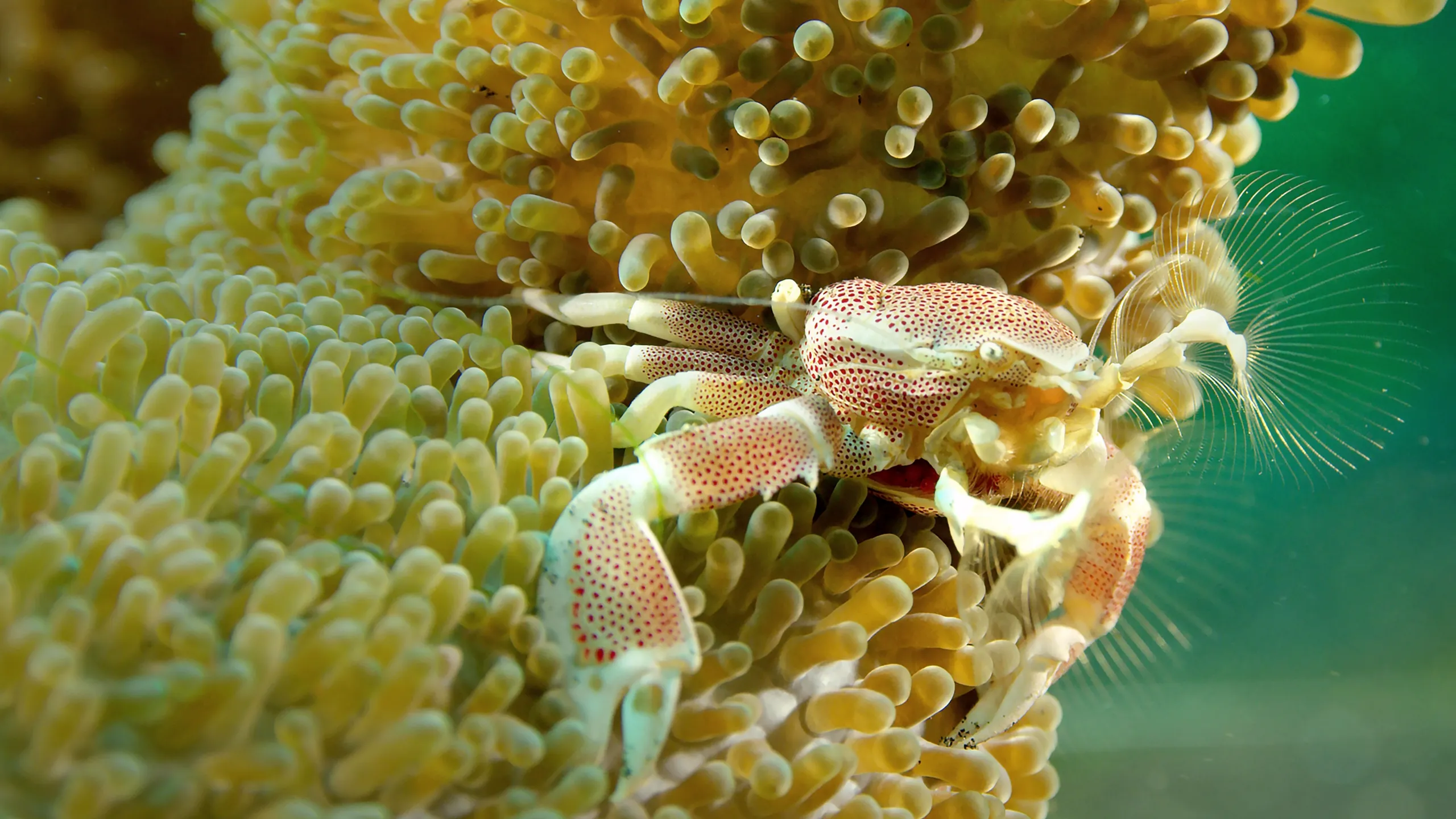 Wonders of the Ocean