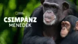 thumbnail - Csimpánzmenedék