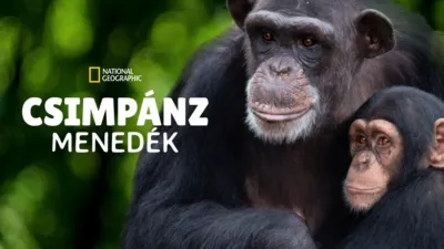 thumbnail - Csimpánzmenedék