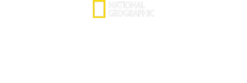 Vita da scimpanzé