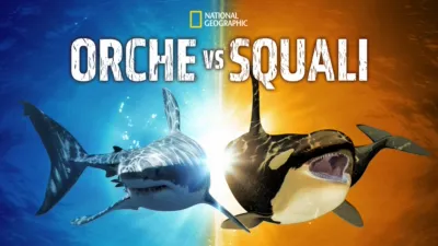 thumbnail - Orche Vs Squali