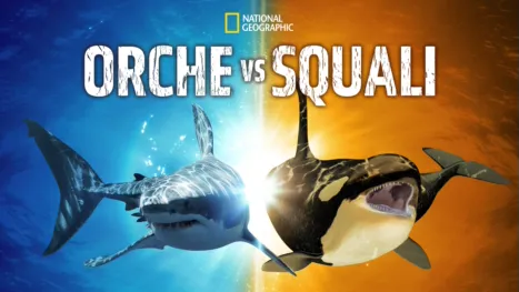 thumbnail - Orche Vs Squali