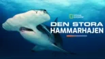 thumbnail - Den stora hammarhajen
