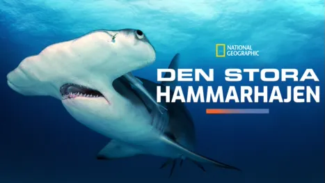 thumbnail - Den stora hammarhajen