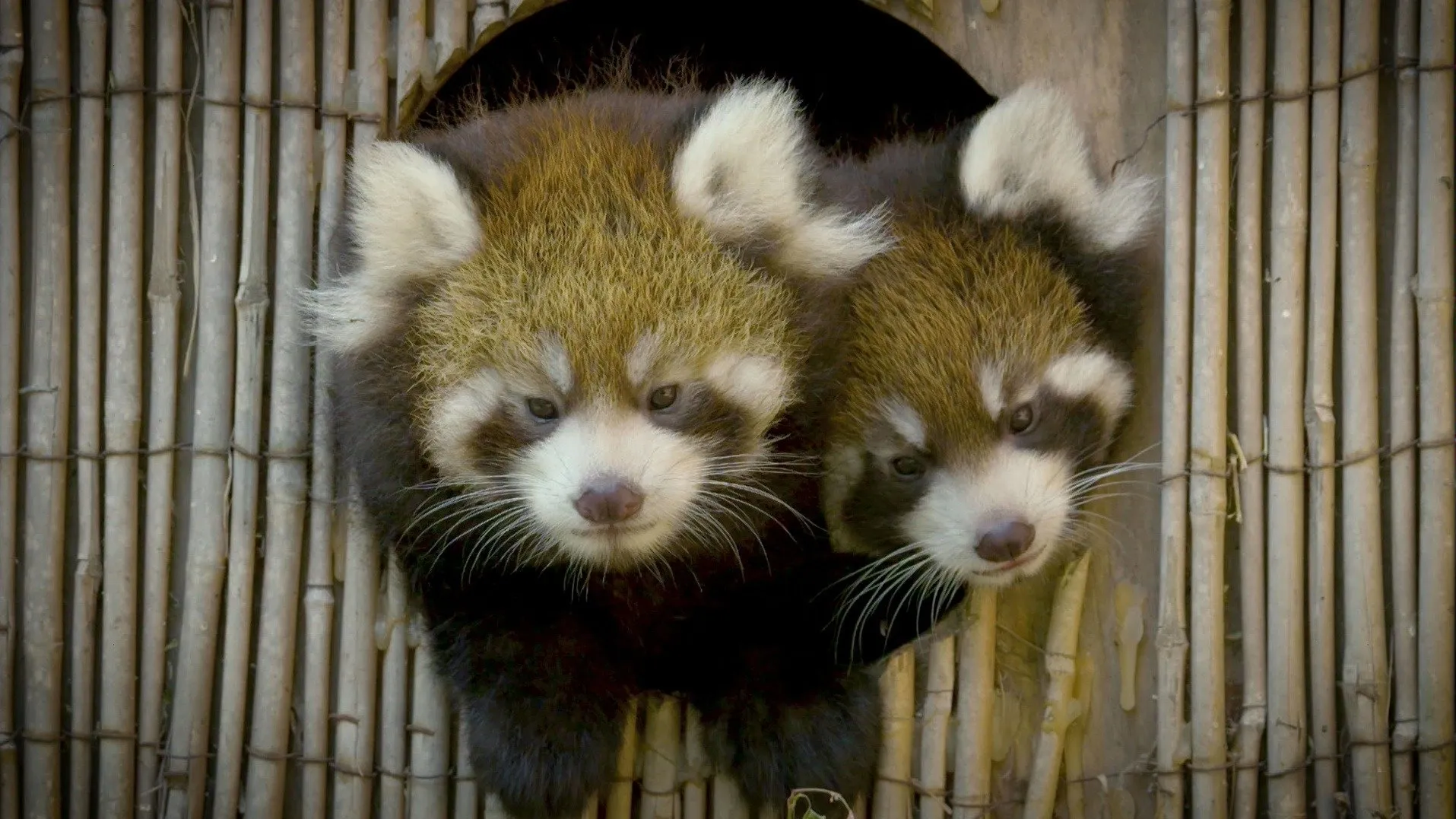 thumbnail - S5:E5 Red Panda Drama Mama