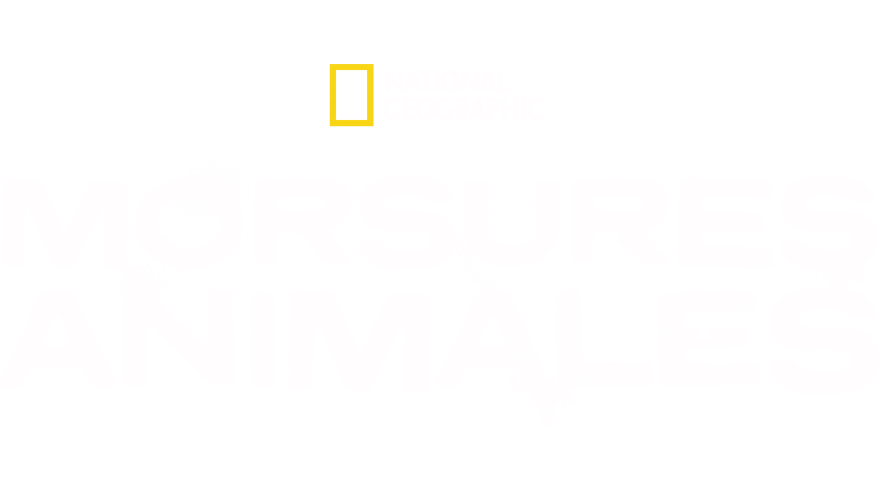 Morsures animales
