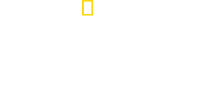 Morsures animales