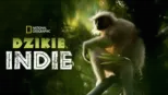 thumbnail - Dzikie Indie