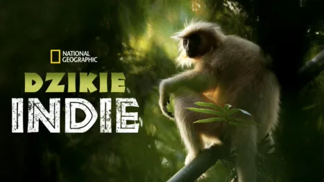thumbnail - Dzikie Indie
