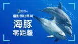 thumbnail - 攝影師伯蒂與海豚零距離