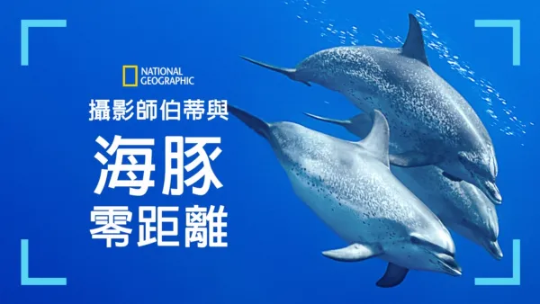 thumbnail - 攝影師伯蒂與海豚零距離