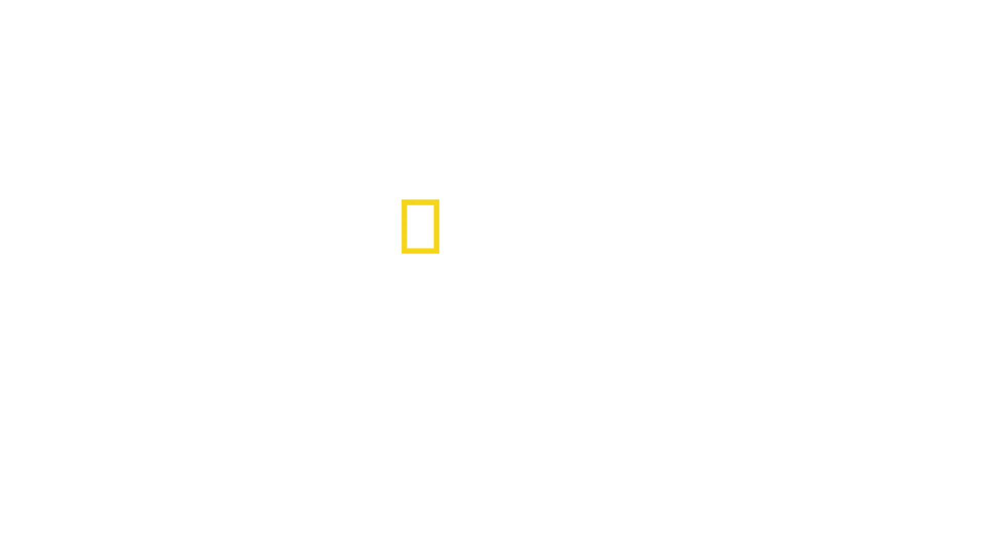 Hai vs. Krokodil