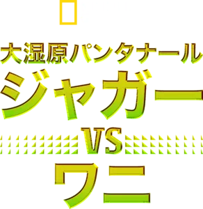 大湿原パンタナール：ジャガー vs ワニ