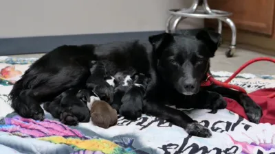 thumbnail - S5:E1 Lost & Hound