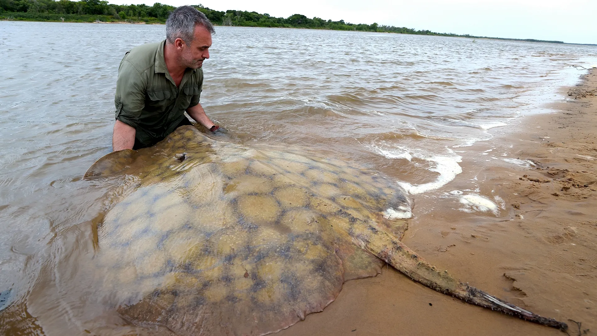 thumbnail - S2:E1 The River Stingray