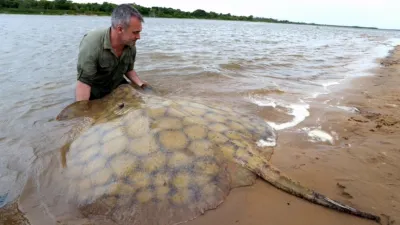 thumbnail - S2:E1 The River Stingray