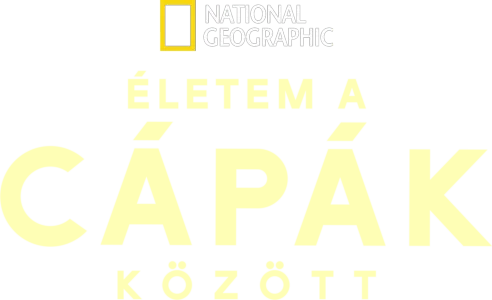 Életem a cápák között