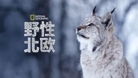 thumbnail - 野性北欧