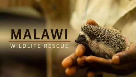 thumbnail - Malawi Wildlife Rescue