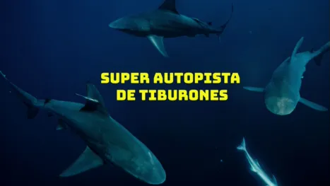 thumbnail - Súper autopista de tiburones
