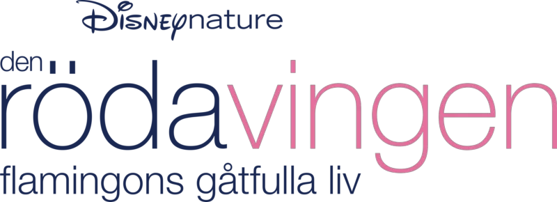 Den röda vingen: Flamingons gåtfulla liv