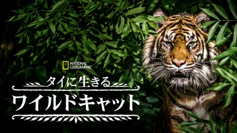 thumbnail - タイに生きるワイルドキャット