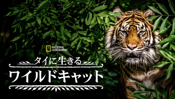 thumbnail - タイに生きるワイルドキャット