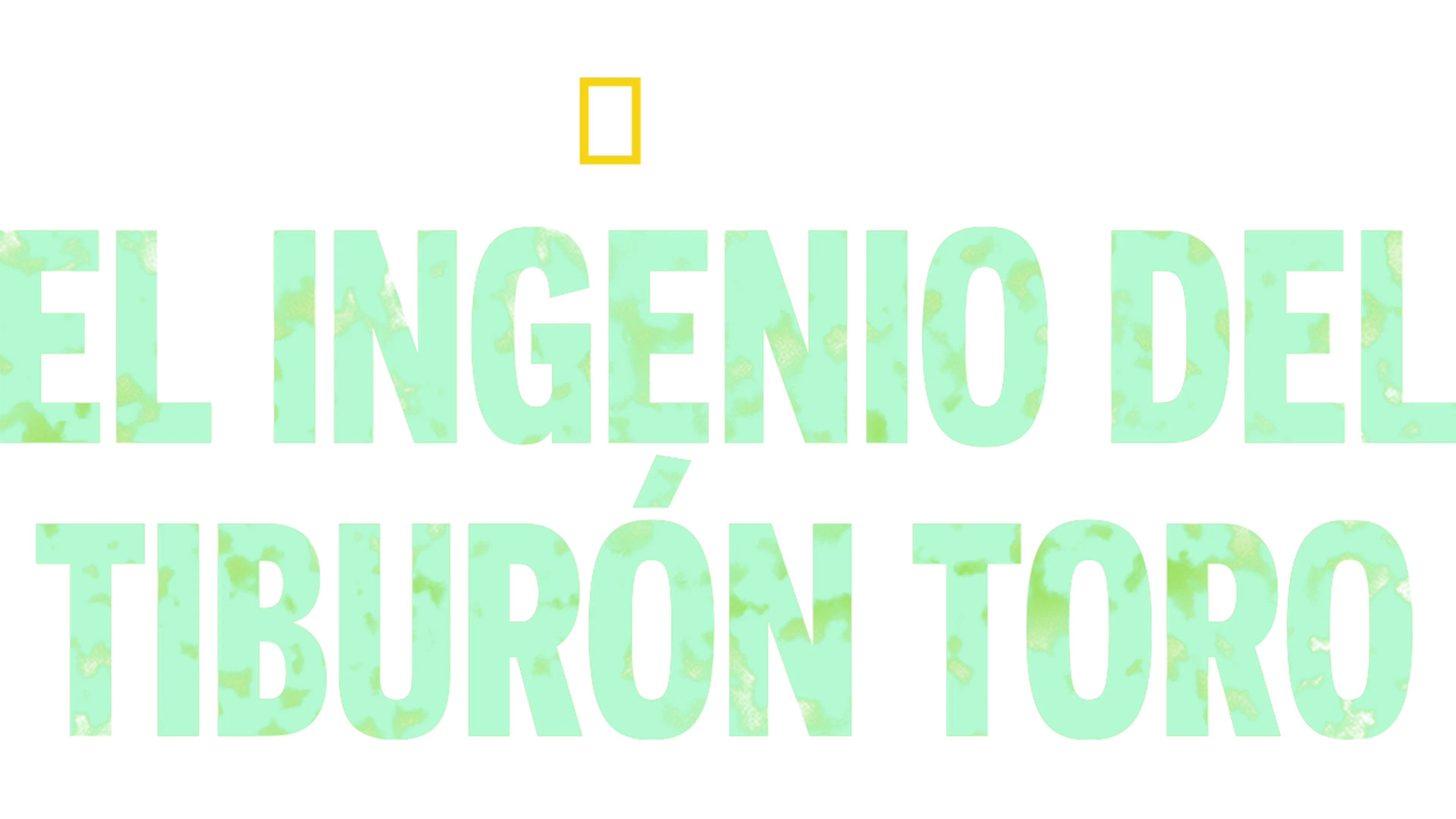El ingenio del tiburón toro