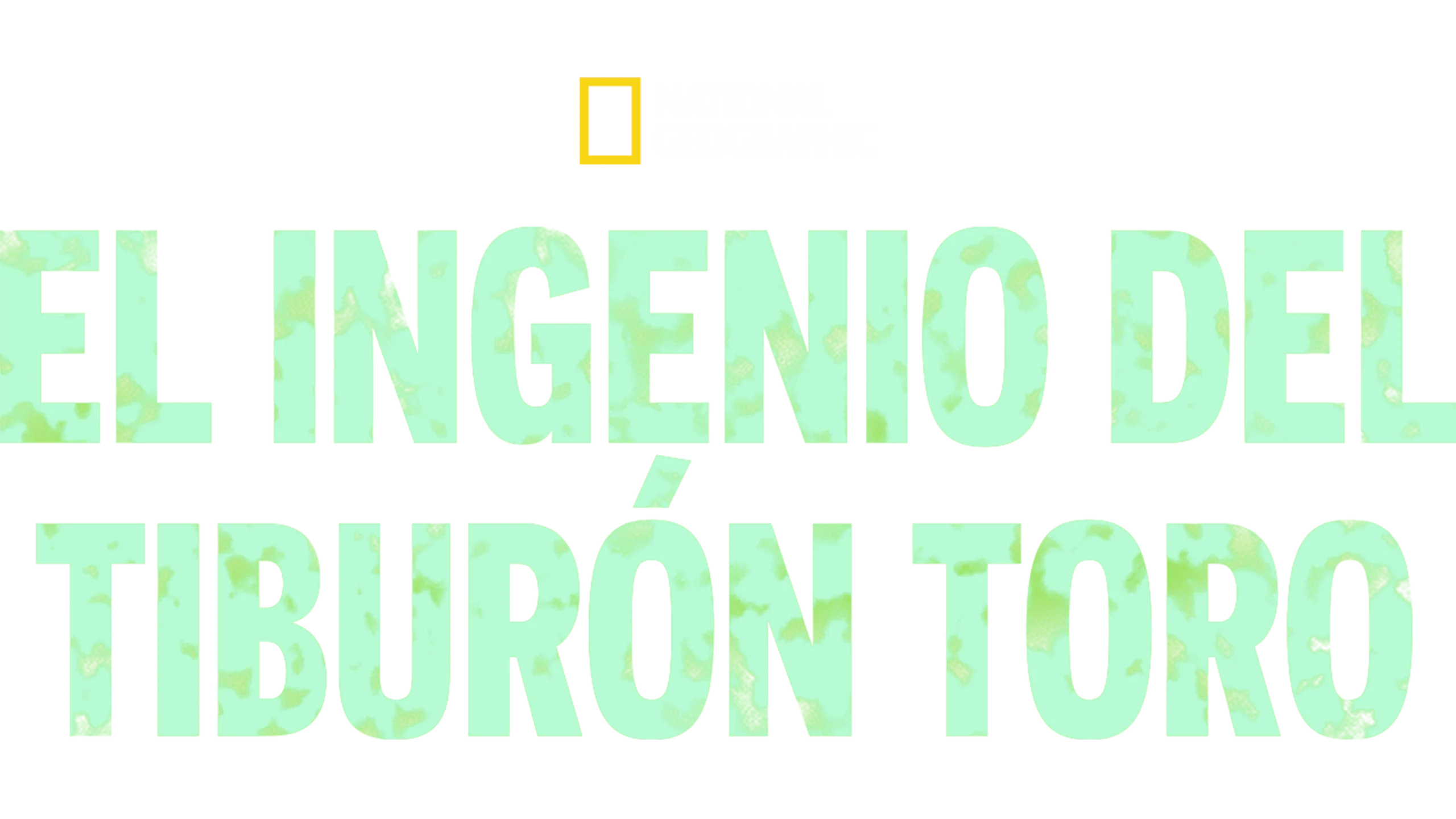 El ingenio del tiburón toro