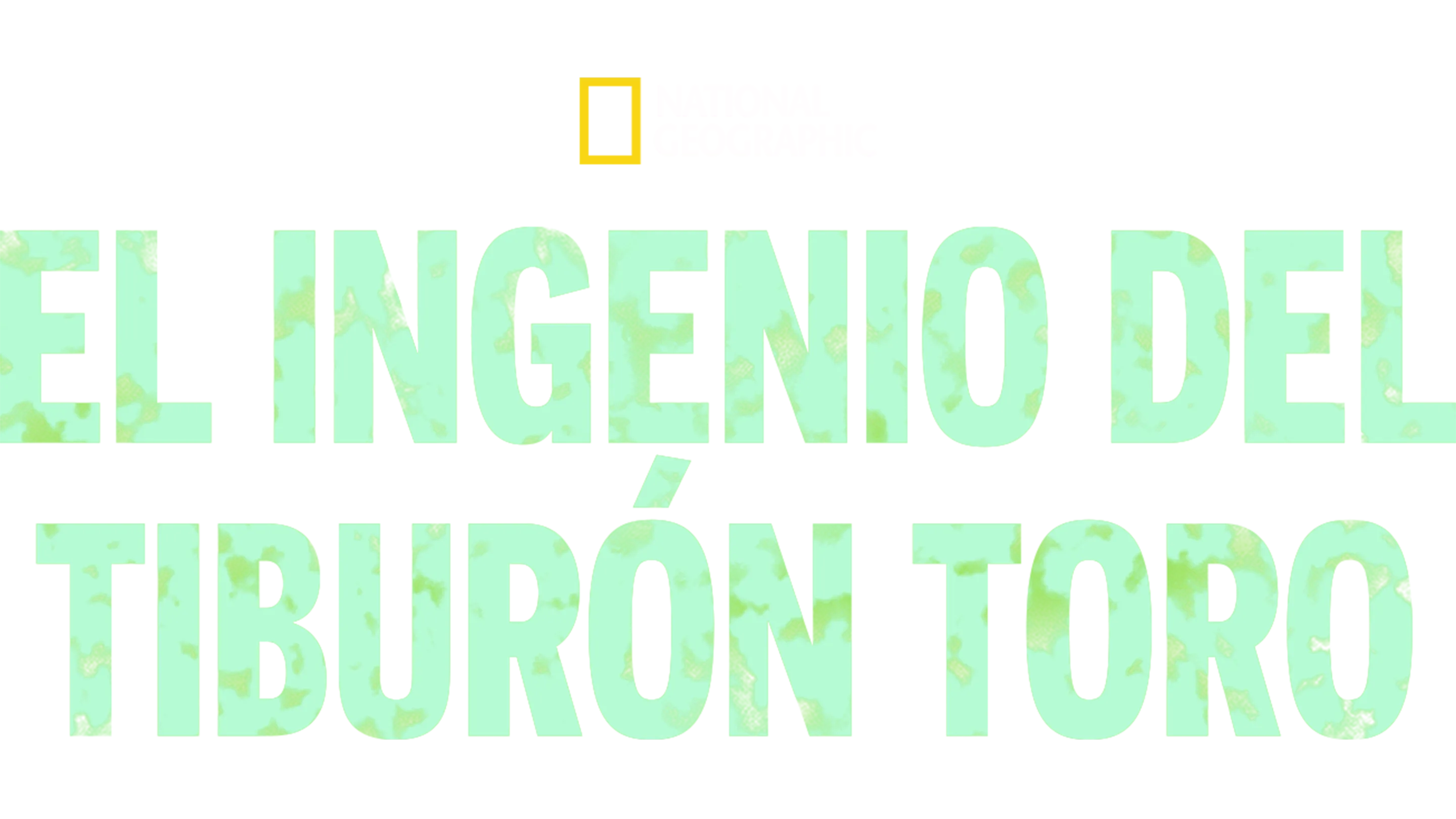 El ingenio del tiburón toro