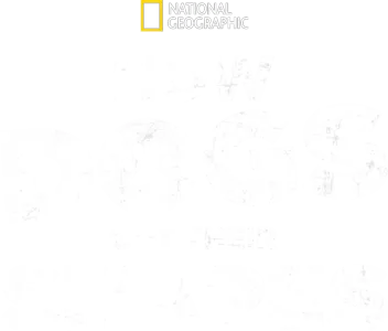 How Dogs Got Their Shapes