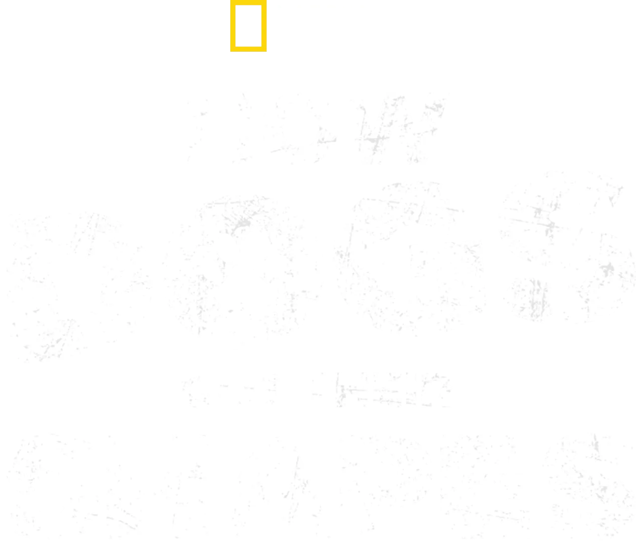 How Dogs Got Their Shapes