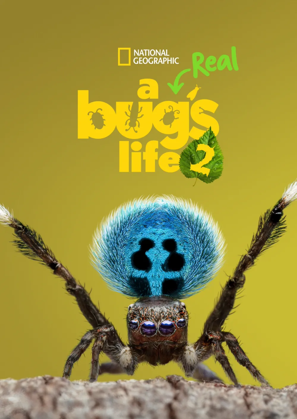 A Real Bug's Life