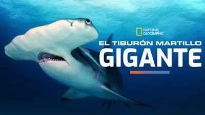 El tiburón martillo gigante