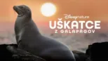 thumbnail - Uškatce z Galapágov