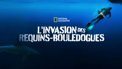 L'invasion des requins-bouledogues