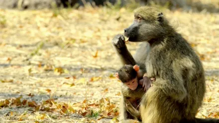 Wild Botswana