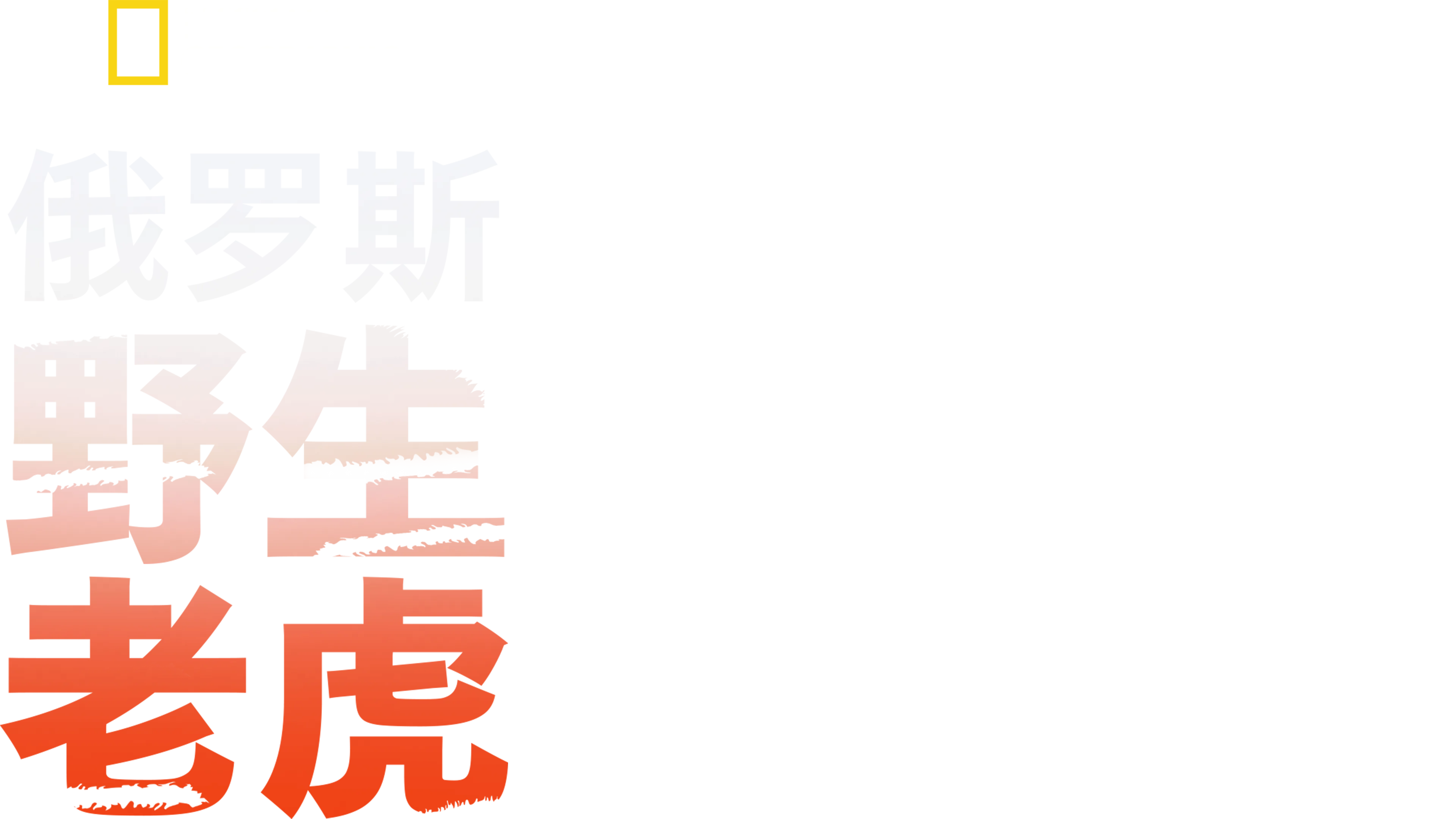 俄罗斯野生老虎