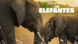 thumbnail - Los elefantes