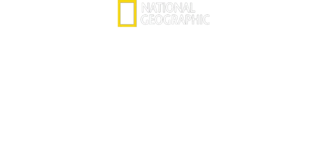 Csimpánzmenedék