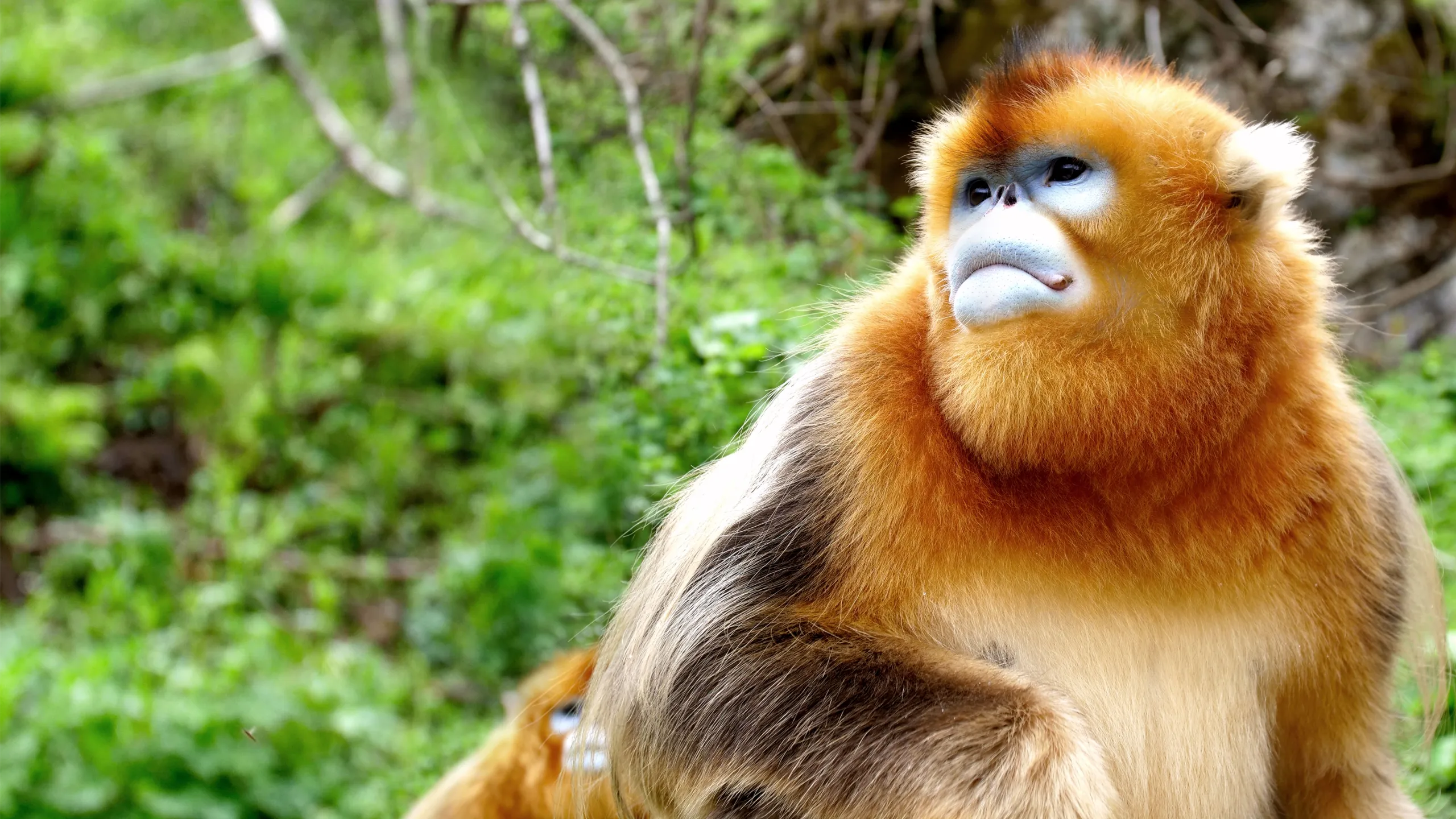 Kinas skjulte kongeriker