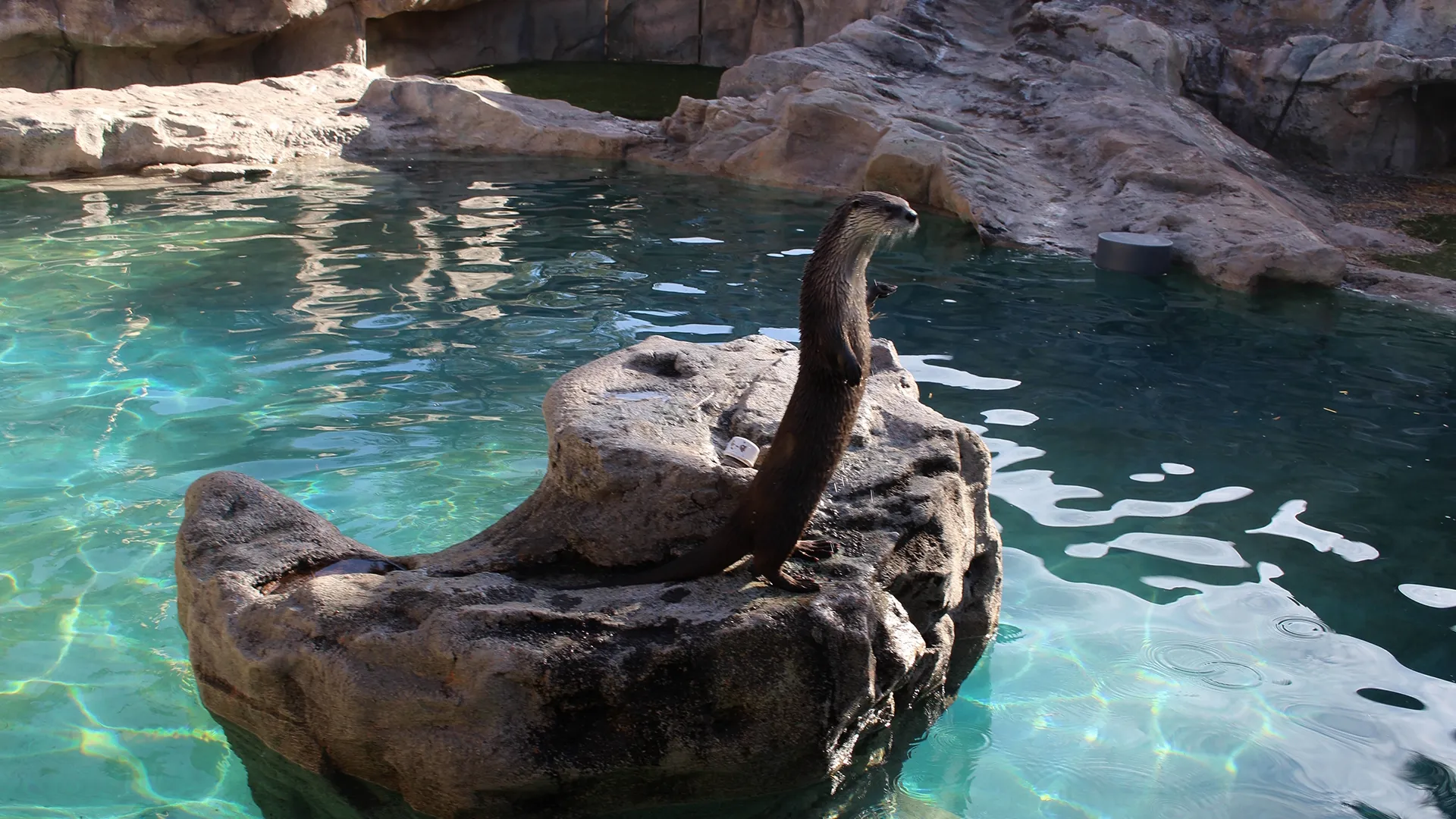 thumbnail - S1:E8 You Otter Know