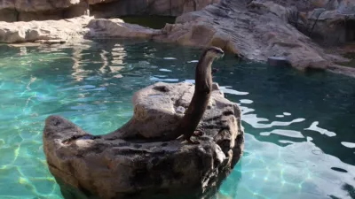 thumbnail - S1:E8 You Otter Know